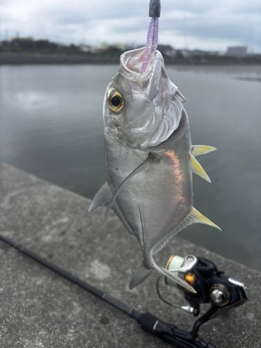 メッキの釣果