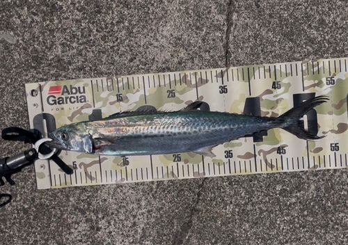 サゴシの釣果