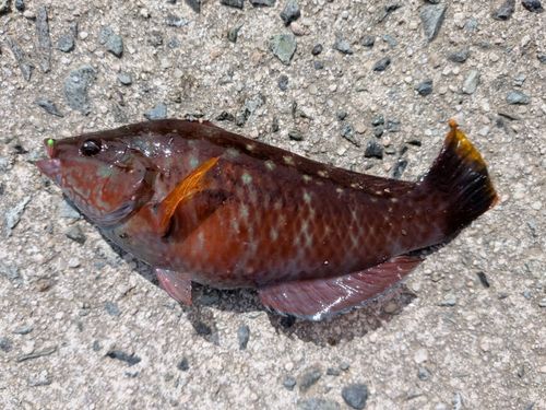 ホシササノハベラの釣果