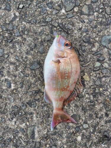 チャリコの釣果