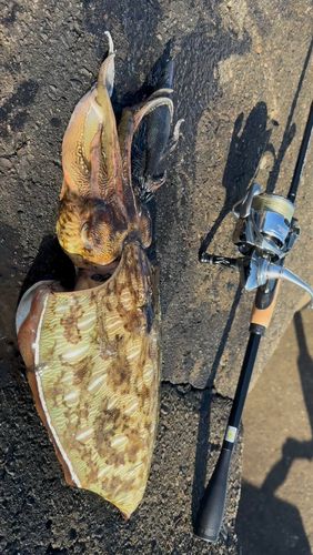 モンゴウイカの釣果