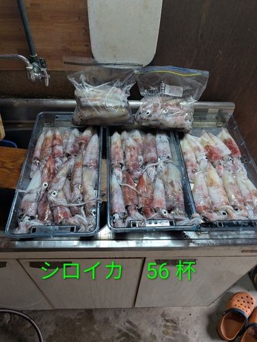 ケンサキイカの釣果