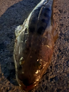 マゴチの釣果