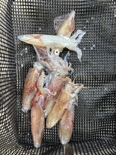 マメイカの釣果