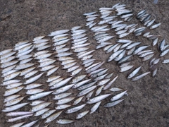 アジの釣果
