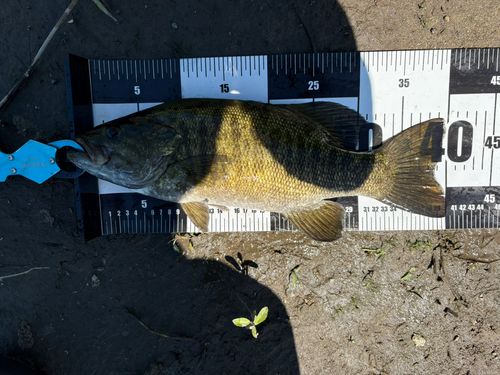 スモールマウスバスの釣果