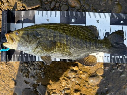 スモールマウスバスの釣果