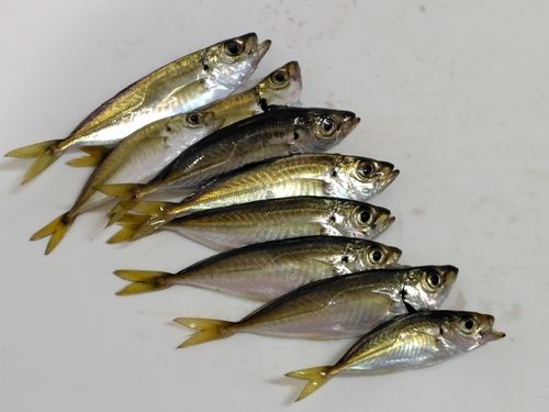 マアジの釣果
