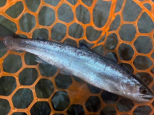 ヤマメの釣果