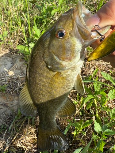 スモールマウスバスの釣果