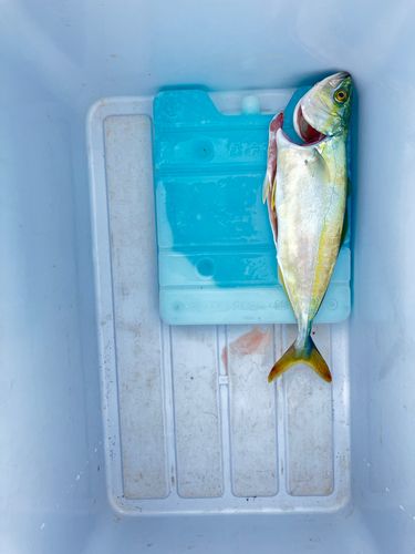 ワカシの釣果