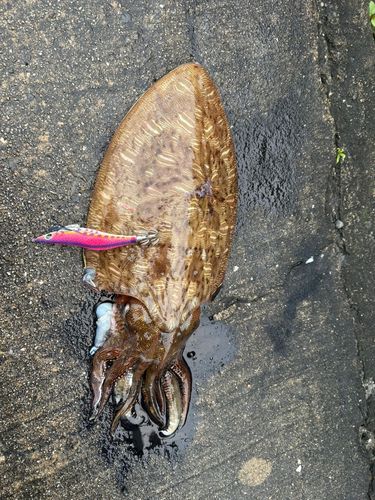 釣果