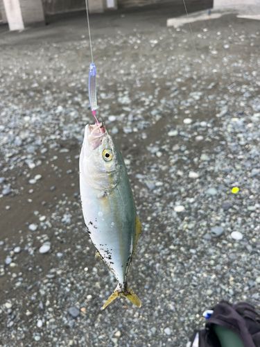 ワカシの釣果