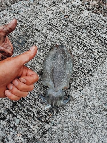 コウイカの釣果