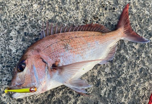 マダイの釣果