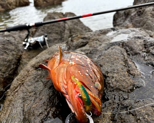 アコウの釣果