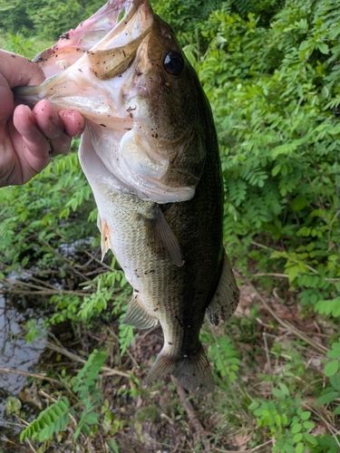 ブラックバスの釣果