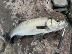 ヒラスズキの釣果