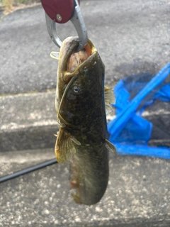 ナマズの釣果