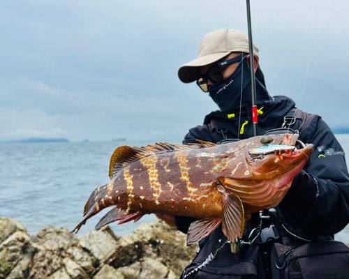 アコウの釣果