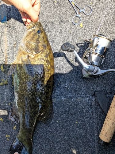 スモールマウスバスの釣果