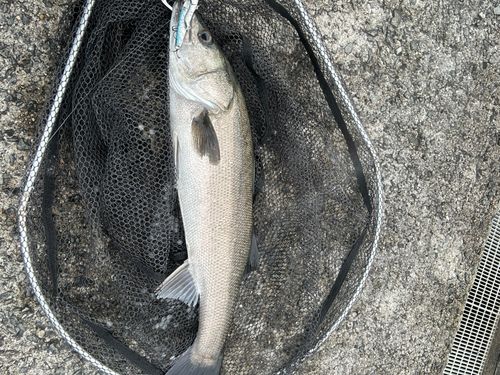 スズキの釣果