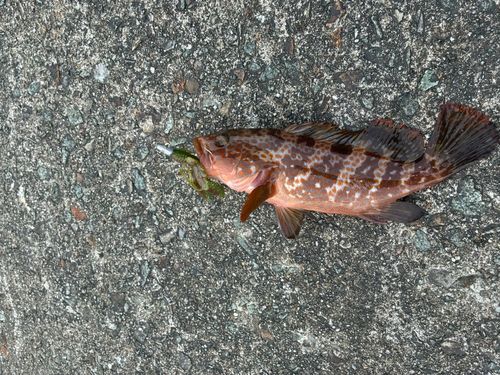 キジハタの釣果