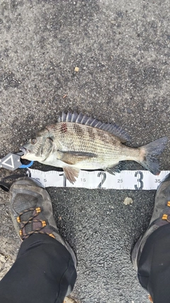 クロダイの釣果