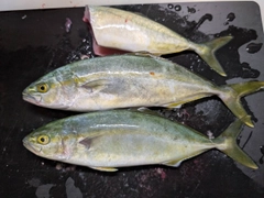 ワカシの釣果