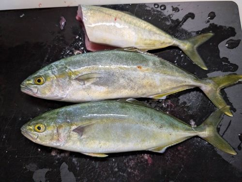 ワカシの釣果