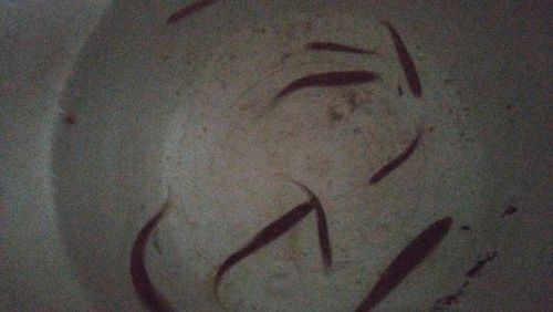 アユの釣果