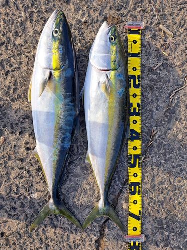 エソの釣果