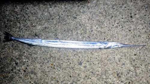 ダツの釣果