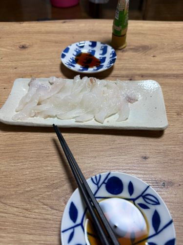 カワハギの釣果