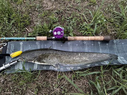 ナマズの釣果