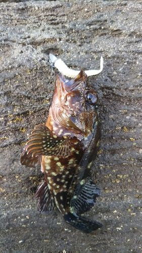 カサゴの釣果