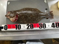 ヒラメの釣果