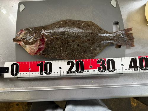 ヒラメの釣果