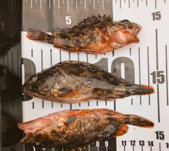 カサゴの釣果