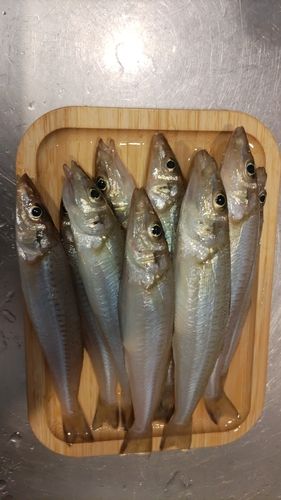 キスの釣果