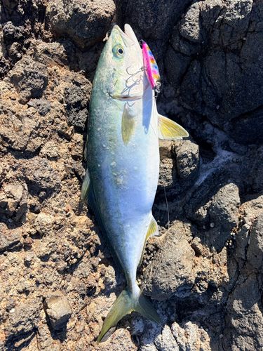 ワラサの釣果