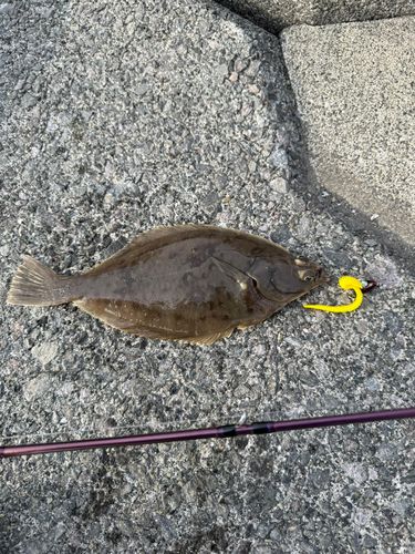 カレイの釣果