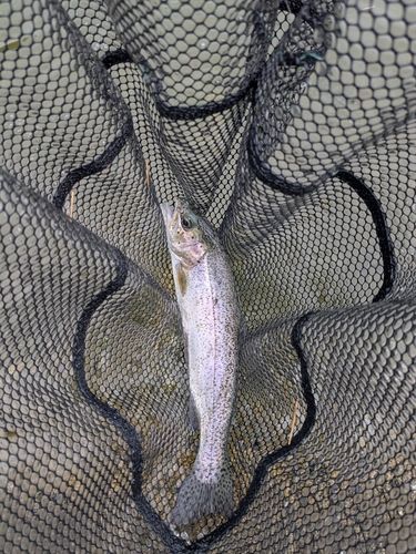 ニジマスの釣果