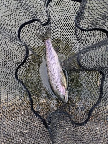 ニジマスの釣果