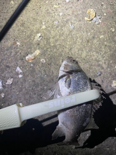 セイゴ（ヒラスズキ）の釣果