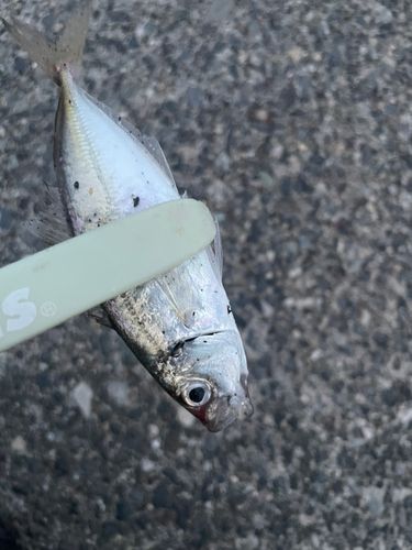 マアジの釣果