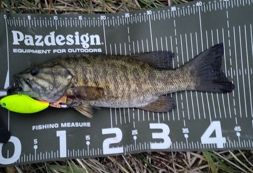 スモールマウスバスの釣果