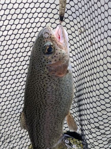 ニジマスの釣果