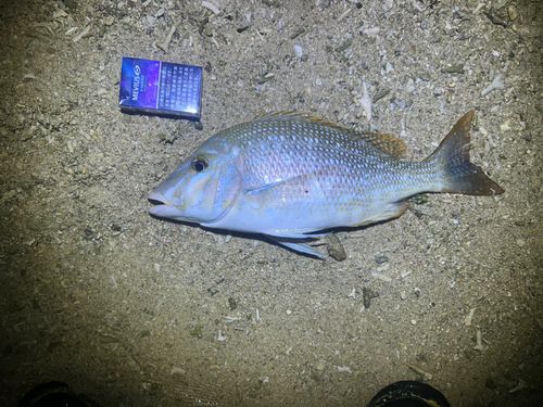 タマンの釣果