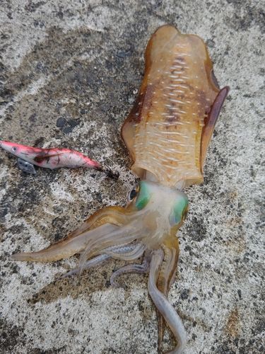 アオリイカの釣果
